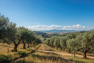 Naklejka premium Mediterranean Olive Orchards Landscape