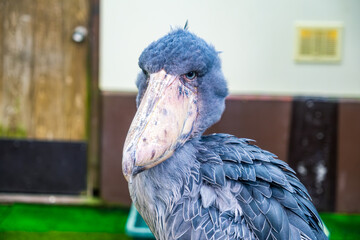 【#動物園】ハシビロコウ