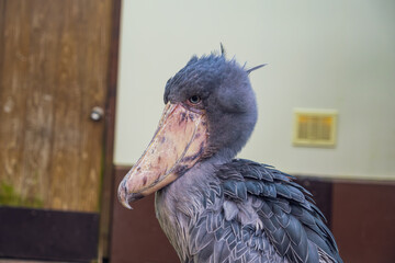 【#動物園】ハシビロコウ