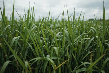 Obraz premium Decorative Turf with Blurred Backdrop