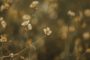 Blurred Pomegranate Background for HD Wall Wallpaper