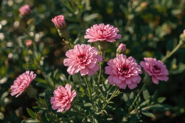 Pink dianthus blossoms in a garden setting