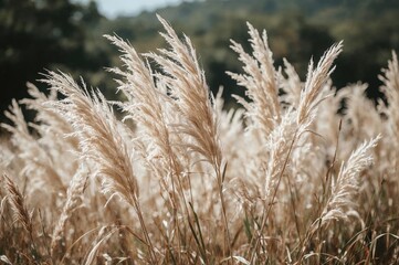 Fototapeta premium Boho style dry reeds in soft pastel shades outdoors
