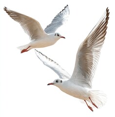 Obraz premium Two seagulls in flight against a white background (1)