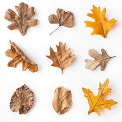 Nine dried autumn leaves arranged in a grid on a white background.  Various shades of brown and gold.  Different leaf shapes and sizes.  Detailed view of textures
