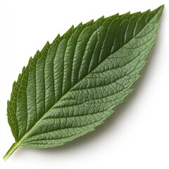 Close-up of a single, vibrant green leaf