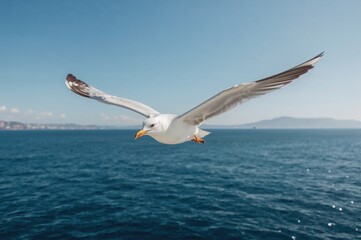 Obraz premium A confident seagull soars over a boat crossing the water
