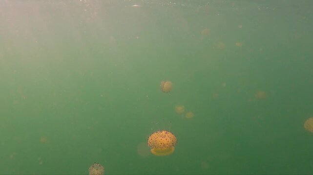Mesmerizing Jellyfish Drift Gracefully Underwater in Slow Motion. Captured in the Calm Waters of Mar Menor, Spain