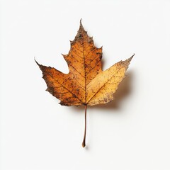 Single, autumnal maple leaf on white