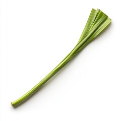 Single stalk of bright green plant, leaf-like fronds radiating from a central stem