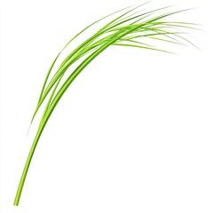A vibrant green grass stalk, slender and gracefully curved, extends outward against a pure white background.  Its blades are  fine and numerous, flowing in a gentle arc