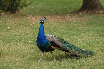 Fototapeta premium Vibrant blue peacock strolling naturally in the wild