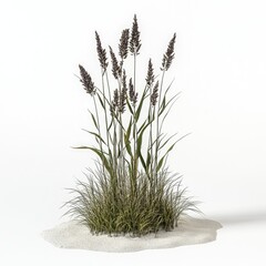 Tall grass plant with purple flower spikes on a sandy base