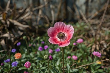 Garden display of Anemone coronaria flowers