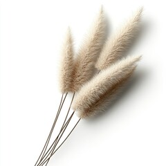 Beige pampas grass cluster against white