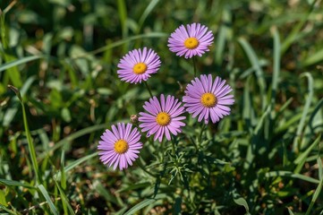 Lavender Aster Alpinus Blooming in a Garden Setting
