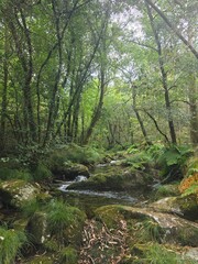 stream in the forest