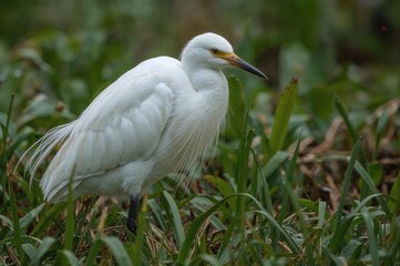 The Cattle Egret (Bubulcus ibis) is a widespread heron found in tropical, subtropical, and temperate zones worldwide, nesting in riverside colonies.