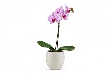 Naklejka premium Potted pink orchid flower with green leaves on a plain white backdrop