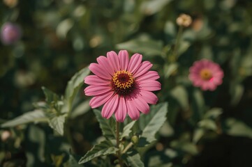 Obraz premium Bright pink zinnia blossoming in a meadow