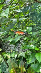 Butterfly on a tree, Kuala Lumpur, Malaysia, Butterfly Park