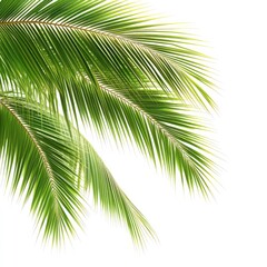 Close-up of vibrant green palm fronds against white