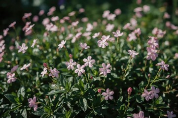 Light pink phlox blooming in a garden bed during summer.