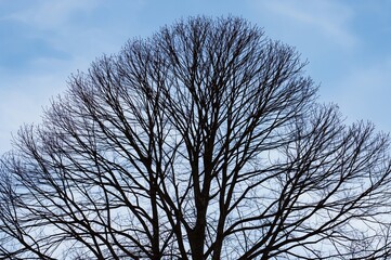 Obraz premium A long-lasting tree with limbs silhouetted against a clear blue sky