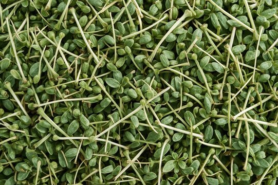 Medicinal herb with leaves, sprouts, and seeds used in traditional remedies