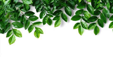 Obraz premium Fresh green leaves border against white background