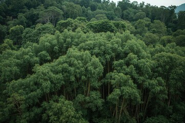Dense woodland featuring bamboo and eucalyptus with vibrant green leaves
