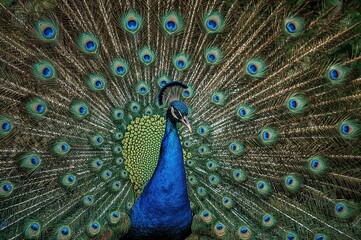 Fototapeta premium Close-up of a vibrant blue bird displaying its fanned plumage