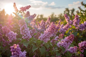 Obraz premium Wide-angle shot of a colorful spectrum illuminating violet blossoms with ample text area.