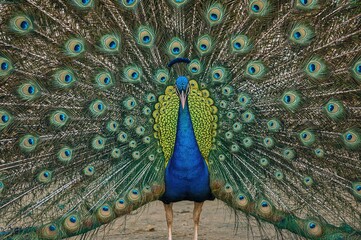 Obraz premium Close-up of a peacock's fanned feathers