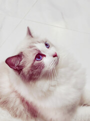 white persian cat with blue eyes