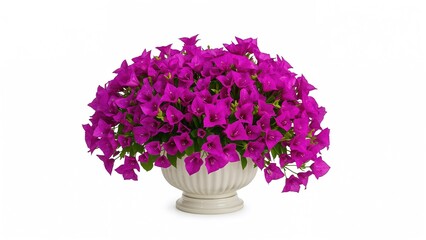 Obraz premium Vibrant Purple Bougainvillea Blossoms in a Pot, Set Against a White Backdrop with Clipping Path, Ideal for Garden Decoration.
