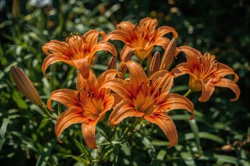 Vibrant orange blossoms of Lilium henryi in full bloom