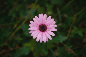 Obraz premium Background with Pink Daisy Flowers