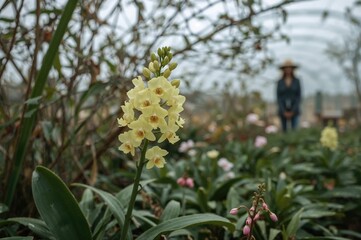 Orchid blossom outdoors during cold or mild season for greeting card aesthetics and farming theme design.