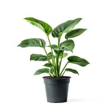 A green plant with large, glossy leaves in a black pot on a transparent background