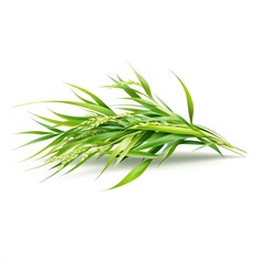 Fototapeta premium Lush green rice stalks, bunch of rice grass, bright vibrant fresh, lying angled on white background