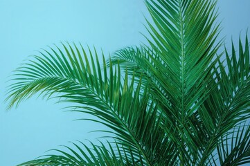 Fototapeta premium Neon-lit pandanus palm foliage on a soft blue backdrop with ample copy space, wide layout.