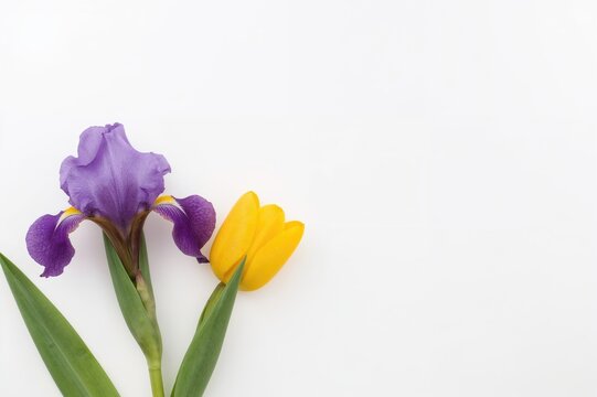 Yellow tulip and purple iris flowers displayed on plain white sheet