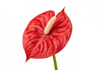 Crimson Anthurium blossom, also called tailflower, flamingo flower, and laceleaf, species Anthurium andraeanum from the Araceae family. Isolated.