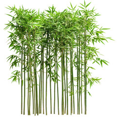 Fototapeta premium A bamboo forest with green leaves and tall bamboo stalks against a transparent background