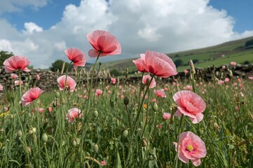 Obraz premium Bright pink poppies dancing gently in a wild garden setting during early summer