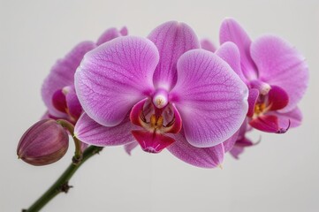 Fully blossomed phalaenopsis orchid