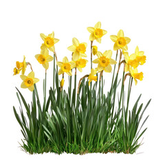 Obraz premium A vibrant display of yellow daffodils with green leaves against a transparent background
