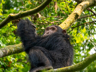 Should I get out of here? A chimpanzee photographed in Kyambura Gorge.