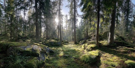 Sunlight filtering through a dense forest, dappled mossy ground
